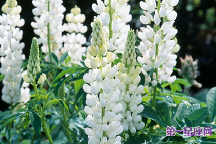 7月14日花語：白色羽扇豆，生日花語多才多藝