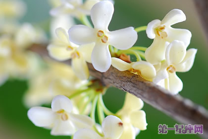 花語大全：秋天花的花語