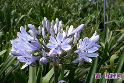 7月22日花語：紫君子蘭，生日花語誤認