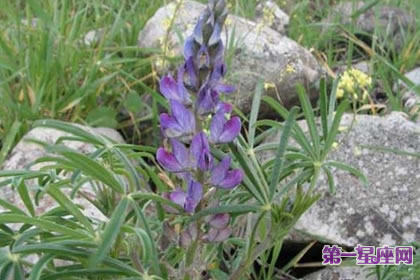 7月24日花語：窄葉羽扇豆，生日花語影響