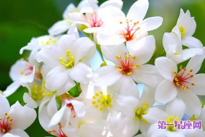 7月30日花語：白色毛蕊花，生日花語思索