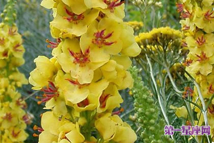 7月31日花語：大毛蕊花，生日花語信念