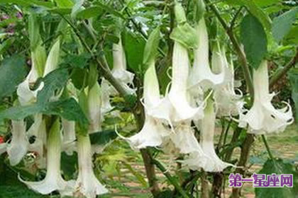 8月1日花語：白花曼陀羅，生日花語適度