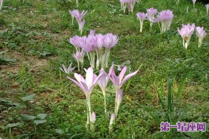 8月6日花語：秋水仙，生日花語單純
