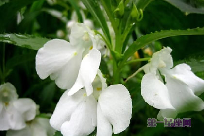 8月10日花語(yǔ)：鳳仙花，生日花語(yǔ)野丫頭