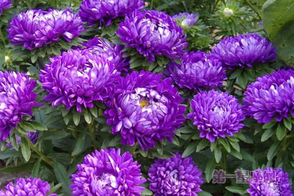 8月11日生日花：翠菊，生日花語貞操