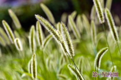8月19日花語：貓尾草，生日花語計畫