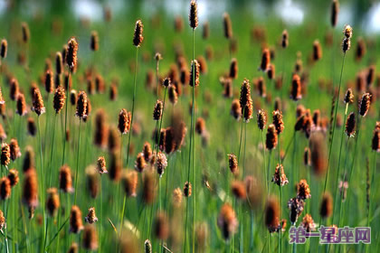 8月22日花語(yǔ)：貓尾草，生日花語(yǔ)恩惠