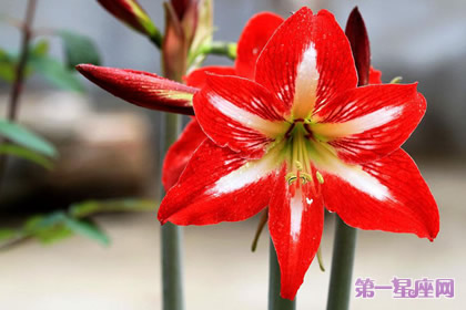 8月26日花語：孤挺花，生日花語芬芳