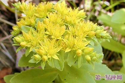 8月28日花語：秋麒麟草，生日花語起伏