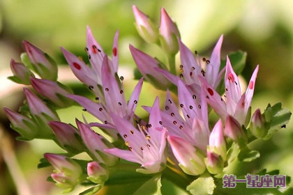 9月1日花語：弁慶草，生日花語積蓄