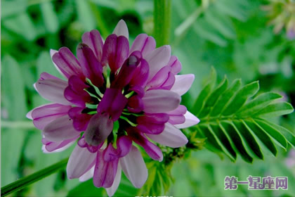9月4日花語：肥皂花，生日花語凈化