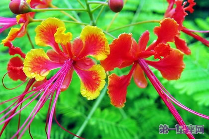 9月7日花語：金鳳花，生日花語逃亡