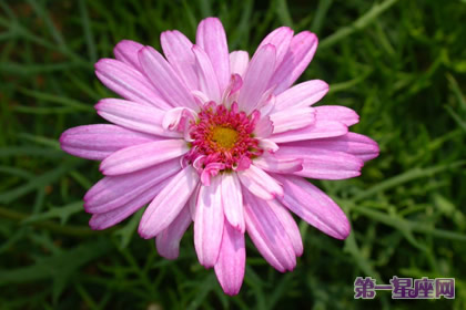 9月8日花語：米迦勒雛菊，生日花語夫妻愛