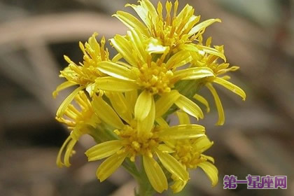 花語：加拿大秋麒麟草，生日花語影響力
