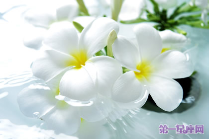 9月11日花語：水仙，生日花語良藥