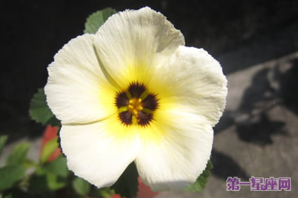 花語(yǔ)：時(shí)鐘花，生日花語(yǔ)踏實(shí)