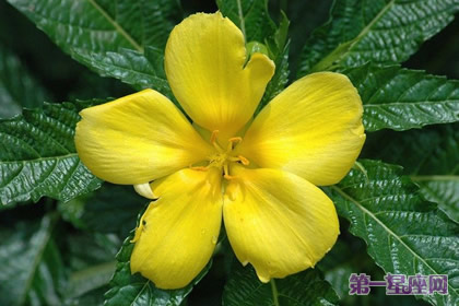 花語：時鐘花，生日花語受難