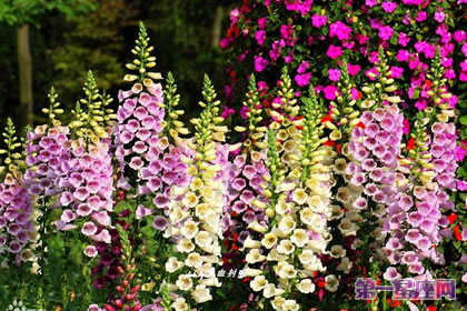 不常見的花與花語：毛地黃花花語