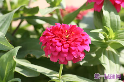 沙漠玫瑰的花語及象征代表含義