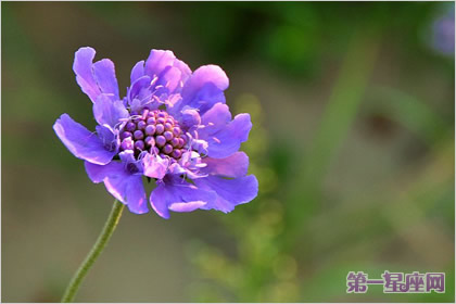 花語：山蘿卜，生日花語爭斗心