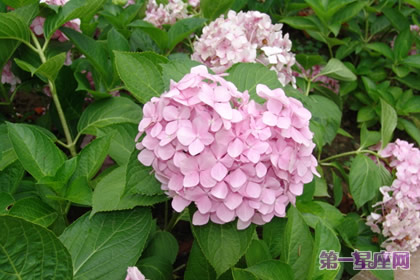 八仙花的花語：代表著美滿和團圓