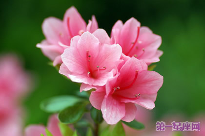 杜鵑花什么時候開？杜鵑花一年開幾次花