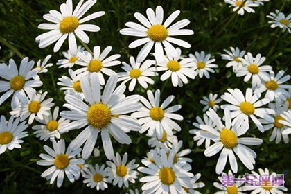 花語：法國菊，生日花語女權(quán)主義
