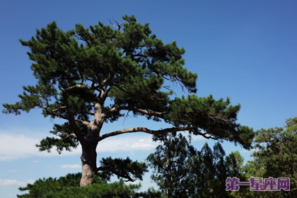 花語：松樹，生日花語篤實
