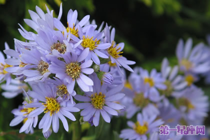 花語：紫苑花，生日花語貴族情趣