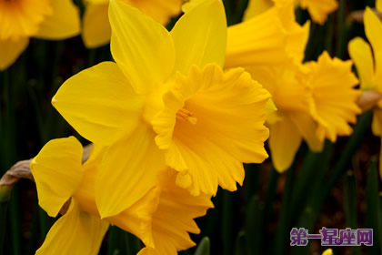 花語：黃水仙，生日花語純樸