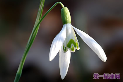 花語(yǔ)：雪花蓮，生日花語(yǔ)海風(fēng)