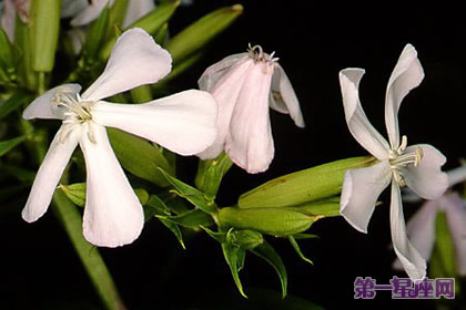 花語：石堿草，生日花語歷史