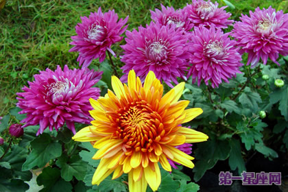 花語(yǔ)：秋菊，生日花語(yǔ)晚熱