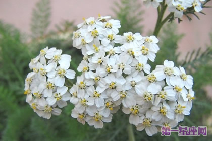 花語：西洋蓍草，生日花語治療