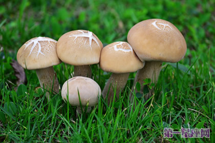 花語：蘑菇，生日花語滋味
