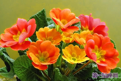 一月的花語(yǔ)是什么？報(bào)春花