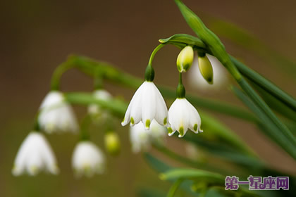 花語：雪花蓮，生日花語變節