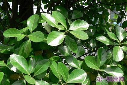 花語：冬青樹，生日花語生命