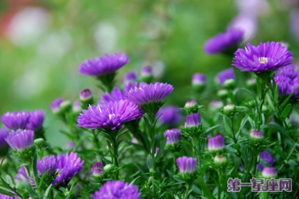 花語：紫苑，生日花語活動家