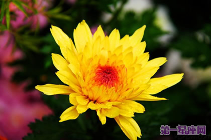 花語：秋菊，生日花語室內(nèi)設(shè)計(jì)