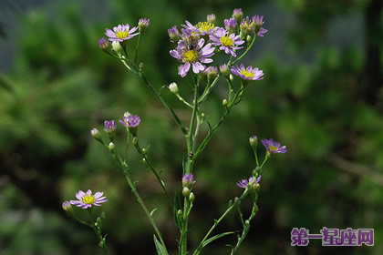 花語(yǔ)：柳葉紫苑，生日花語(yǔ)考驗(yàn)