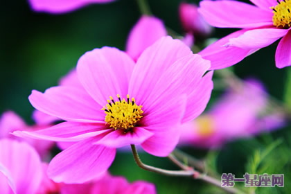 花語：波斯菊，生日花語學(xué)術(shù)