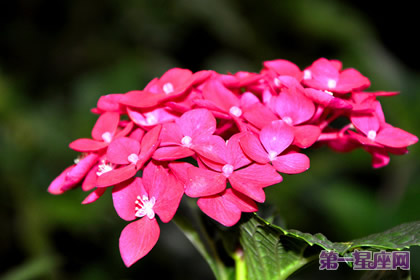 盤點什么花防輻射最好？