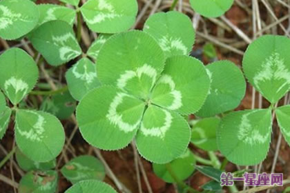 五月的花語是什么？苜蓿草