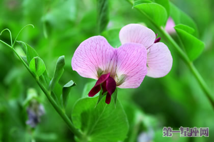 六月的花語是什么？豌豆花