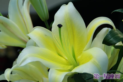 八月的花語(yǔ)是什么？百合花