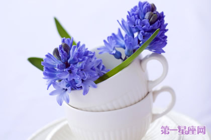 十二月的花語是什么？風信子