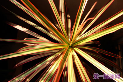 詳解：千年木花語(yǔ)是什么？