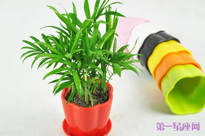 植物花語：袖珍椰子花語是什么？
